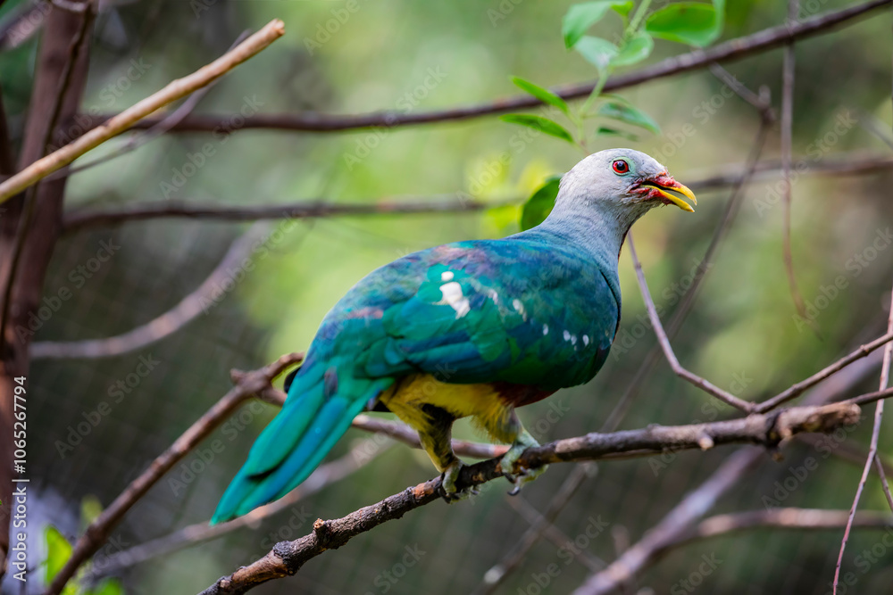 Obraz premium The wompoo fruit dove (Ptilinopus magnificus) is one of the larger fruit doves native to New Guinea and eastern Australia. It has purple plumage around its neck, chest and upper belly. 