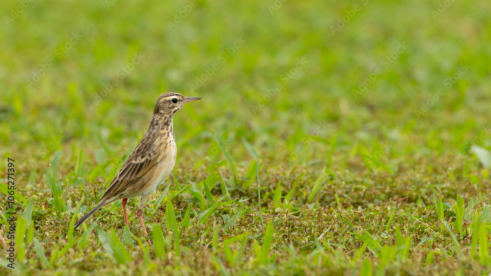 Fototapeta premium Paddyfield Pipit Bird in Penang Island Malaysia.The paddyfield pipit or Oriental pipit[2] (Anthus rufulus) is a small passerine bird in the pipit and wagtail family. 
