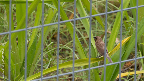 Scaly Breasted Munia bird in Penang Island Malaysia.

The scaly-breasted munia or spotted munia (Lonchura punctulata), known in the pet trade as nutmeg mannikin or spice finch. photo