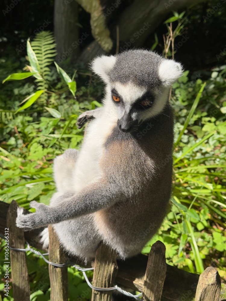 Fototapeta premium lemur on tree