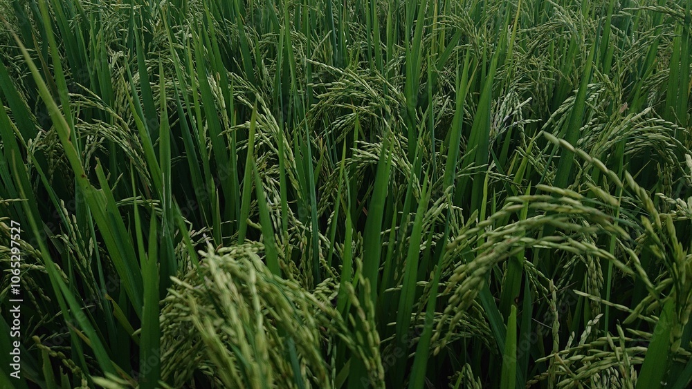 Fototapeta premium green rice plants in a field, with bundles of ripe rice grains bending under their weight. Lush foliage fills the frame, capturing the natural growth phase before harvest