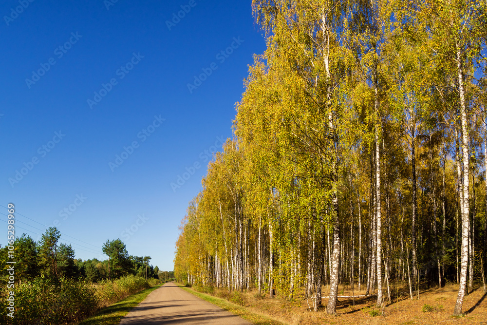 Kolorowa jesień w brzozowym zagajniku, Podlasie, Polska