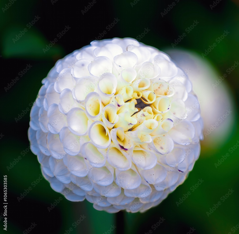 great macro shot of a yellow and white dahlia flower