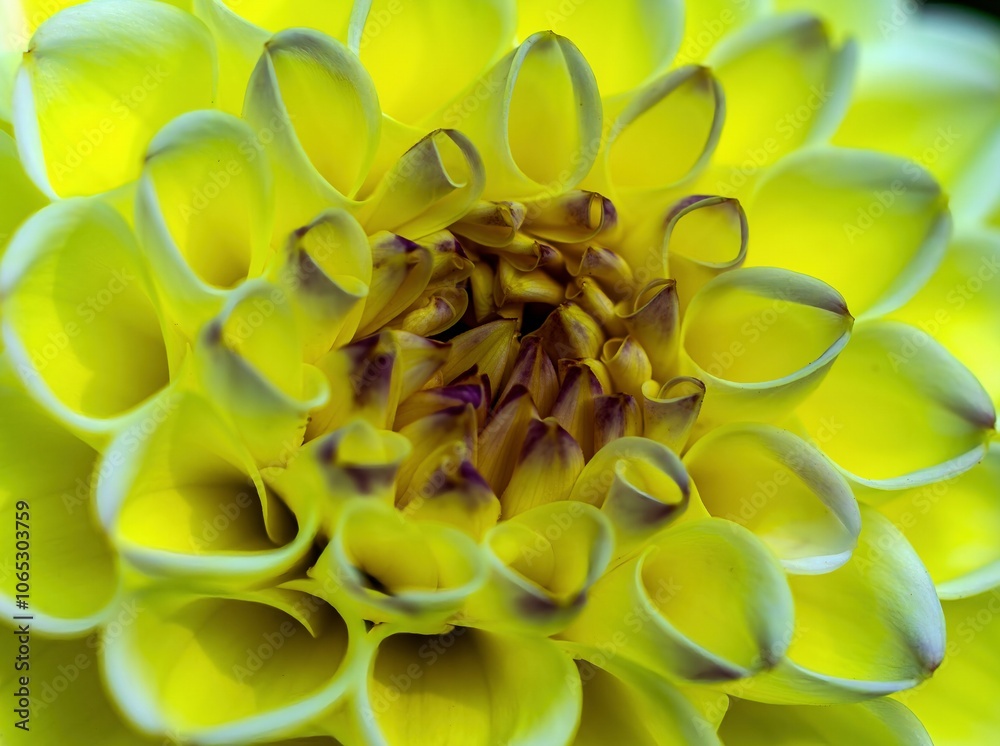 great macro shot of a yellow and white dahlia flower