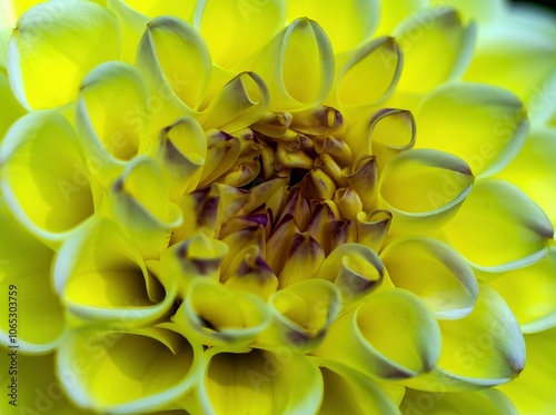Obraz na płótnie
great macro shot of a yellow and white dahlia flower w salonie