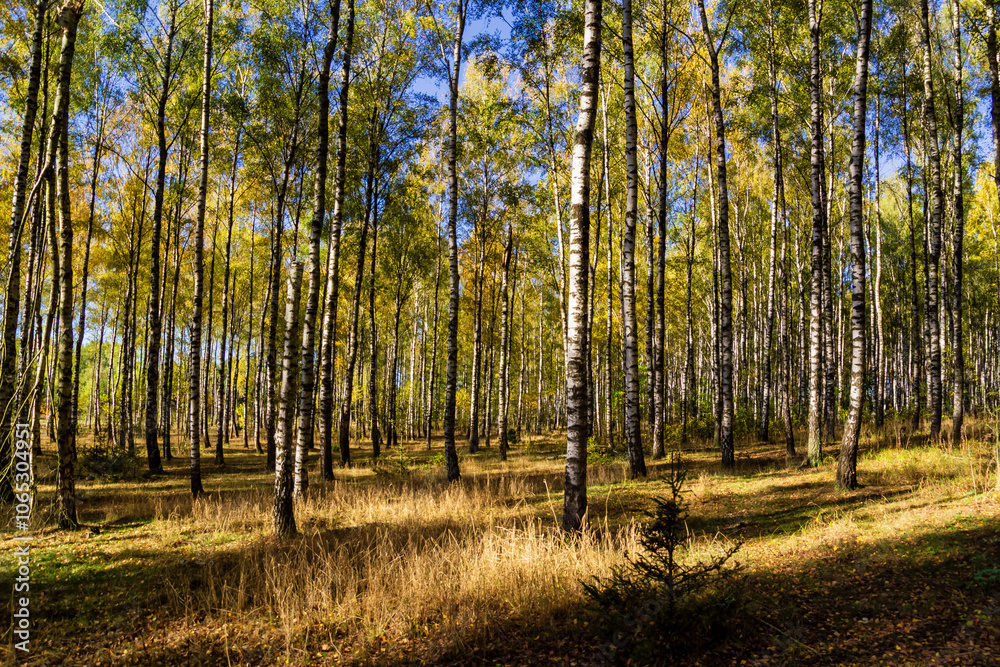 Kolorowa jesień w brzozowym zagajniku, Podlasie, Polska
