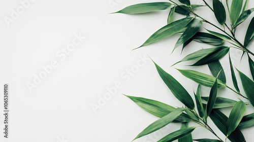 Bamboo leaves on a white background create a vibrant and fresh aesthetic. This image of bamboo leaves offers an ideal space for creative overlays and designs. photo