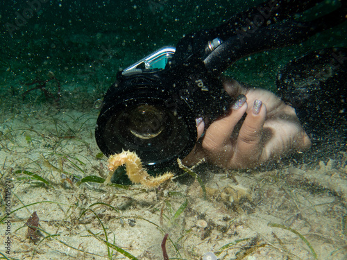 A close-up photo of a yellow seahorse in front of a camera lens on a muck dive in Puerto Galera, Philippines.
