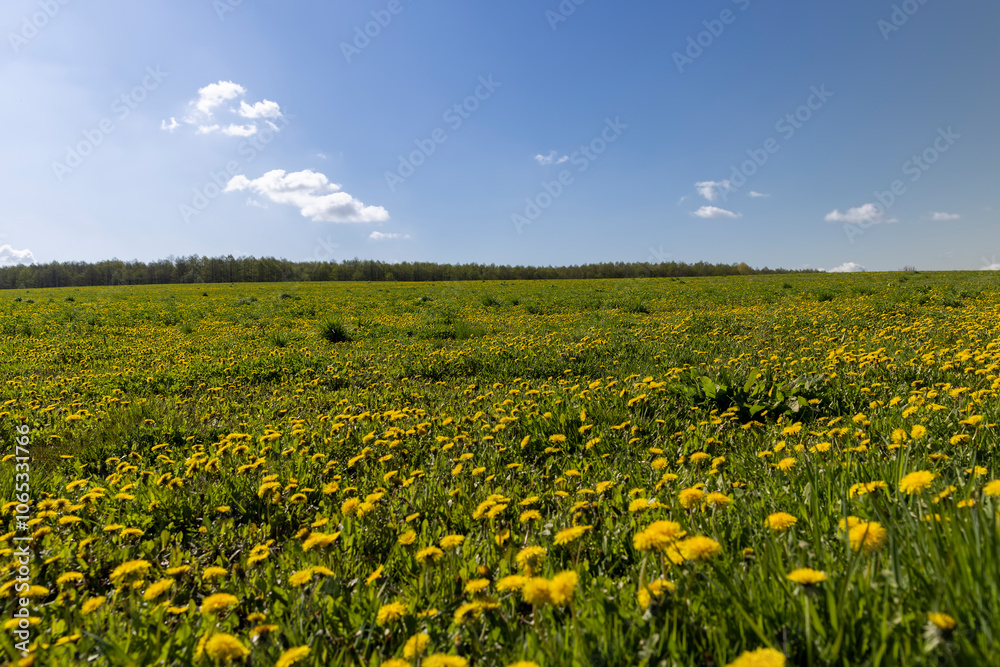 Fototapeta premium blooming yellow dandelions in the spring in the field