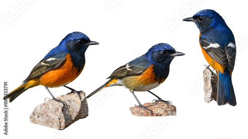 Stunning Set of Bluefronted Redstart Birds Captured in Natural Habitat, Perfect for Nature Enthusiasts and Ornithology Publications photo