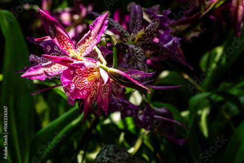 Canvas Print Flower in Chenshan Botanical Garden, Songjiang District, Shanghai, China