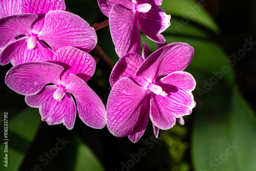 Photography Flower in Chenshan Botanical Garden, Songjiang District, Shanghai, China