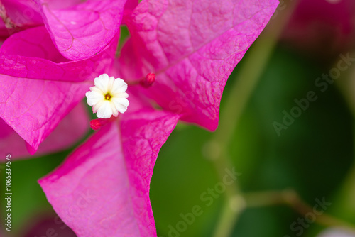 Photography Flower in Chenshan Botanical Garden, Songjiang District, Shanghai, China