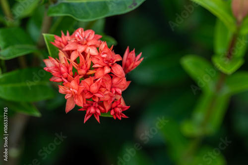 Photography Flower in Chenshan Botanical Garden, Songjiang District, Shanghai, China