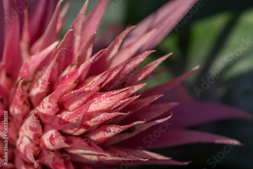 Photography Flower in Chenshan Botanical Garden, Songjiang District, Shanghai, China