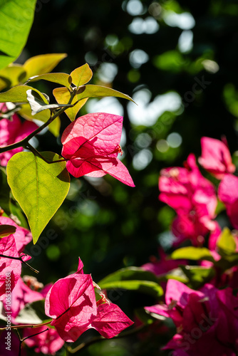 Flower in Chenshan Botanical Garden, Songjiang District, Shanghai, China photo