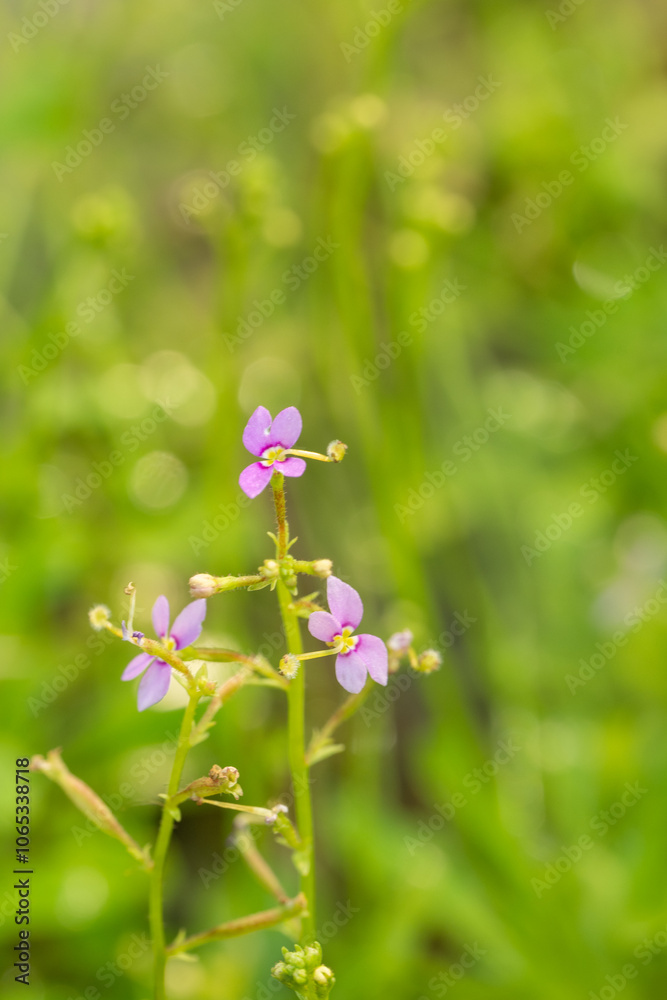 Fototapeta premium Flower in Chenshan Botanical Garden, Songjiang District, Shanghai, China