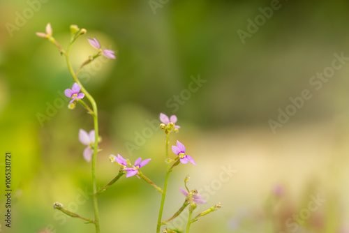 Flower in Chenshan Botanical Garden, Songjiang District, Shanghai, China photo