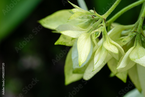 Flower in Chenshan Botanical Garden, Songjiang District, Shanghai, China photo