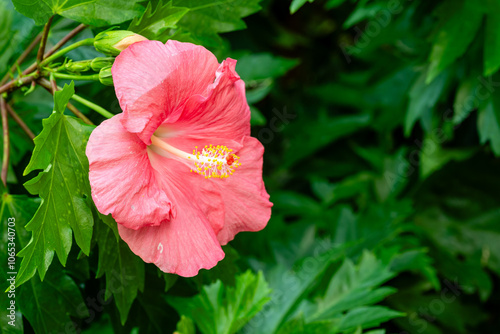 Flower in Chenshan Botanical Garden, Songjiang District, Shanghai, China photo