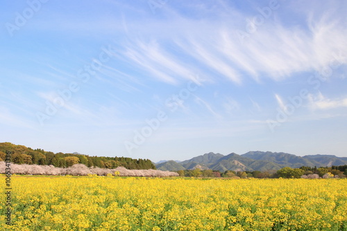 春の空と花畑


