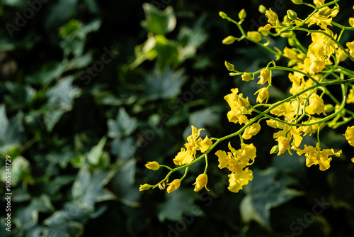 Canvas Print Flower in Chenshan Botanical Garden, Songjiang District, Shanghai, China