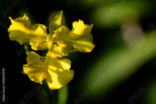 Flower in Chenshan Botanical Garden, Songjiang District, Shanghai, China photo