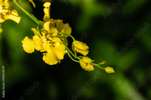 Photography Flower in Chenshan Botanical Garden, Songjiang District, Shanghai, China