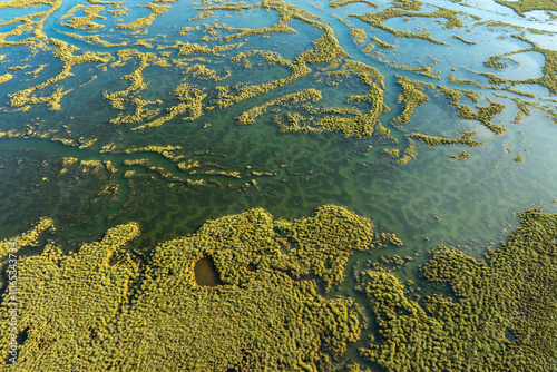 Aerial view of a lush southern swamp at sunset