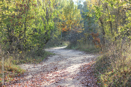 Forest road in the autumn. Forest road with autumn leaves. Forest trail