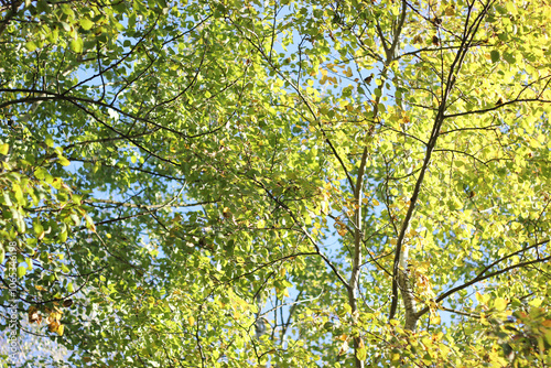 Trees green branches. Green crown of trees against the sky. Tree crown texture. Green foliage photo