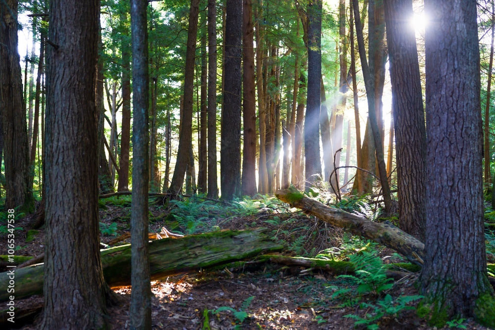 Sunlight Filtering Through Trees in a Serene Forest
