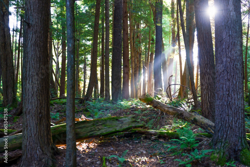 Obraz na płótnie Sunlight Filtering Through Trees in a Serene Forest w salonie