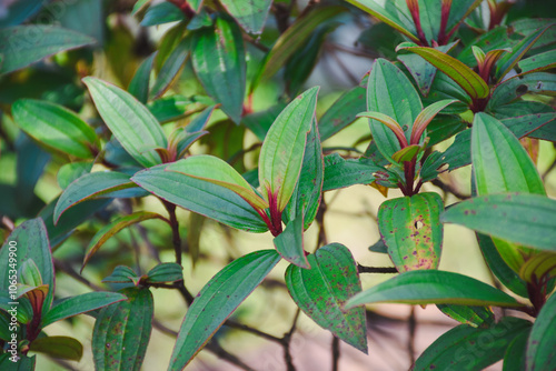 close-up view of several green leaves on a plant. The leaves are elongated with prominent veins and a glossy texture. Some leaves have reddish stems and edges, and there are hints of brown photo