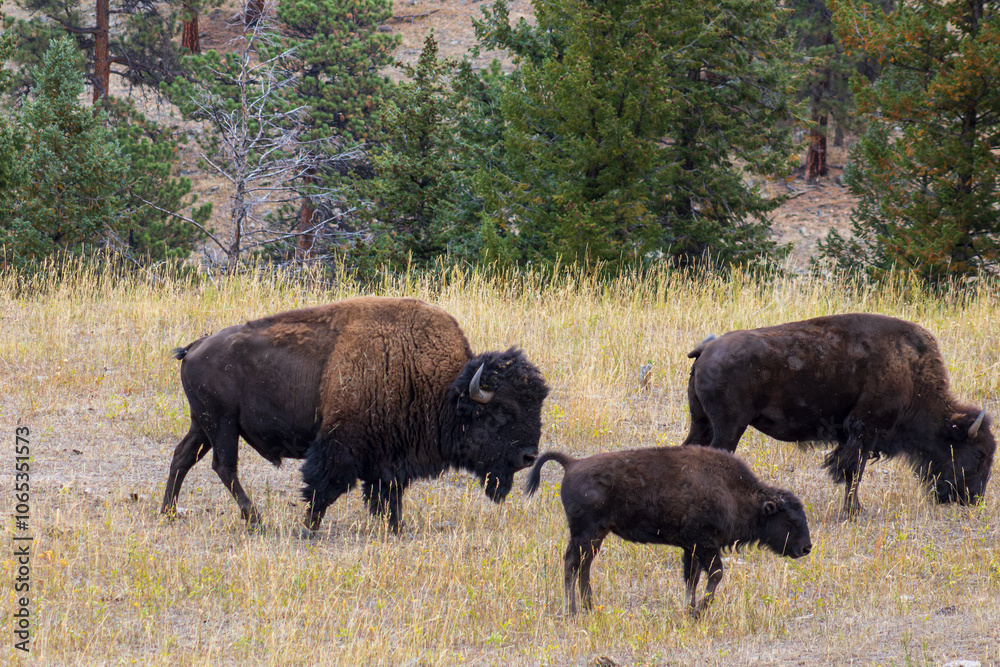 Grazing Bison Herd in Autumn Meadow
