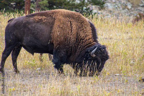 Obraz na płótnie Lone Bison Grazing in the Wild w salonie