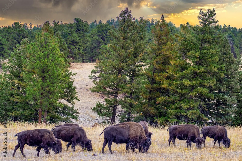 Digital Print | Colorado Bison - Home on the Range