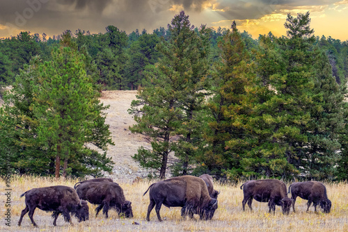 Obraz na płótnie Digital Print | Colorado Bison - Home on the Range w salonie