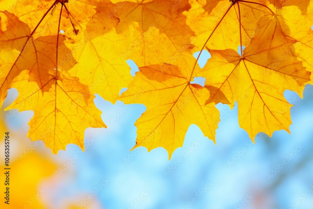 Close-up of yellow maple leaf with vivid autumn colors.