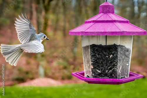 Digital Print | Sunflower Seed Hunter