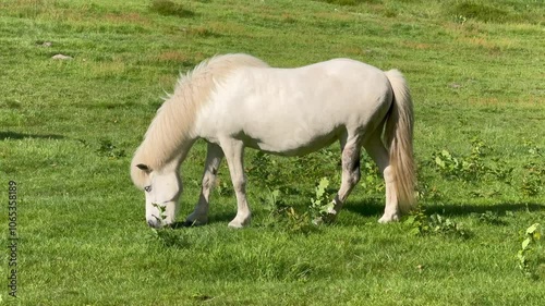 A white horse eats grass in a meadow in the rays of the setting summer sun. Silhouette against the background of trees, Young white horse eating grass from a field. Beautiful horse on a field 