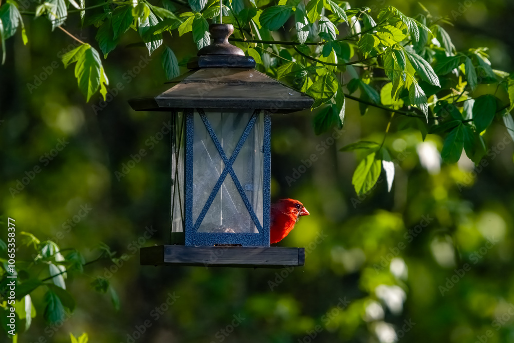 Digital Print | The Northern Cardinal on a Bird Feeder