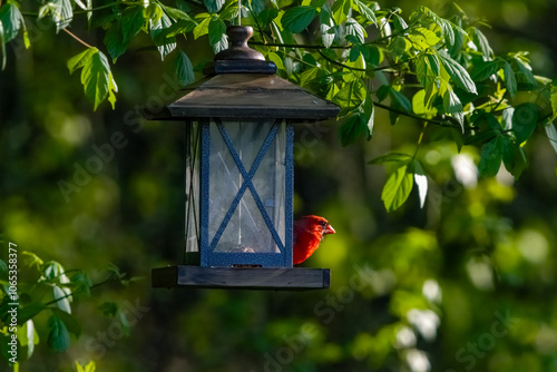 Obraz na płótnie Digital Print | The Northern Cardinal on a Bird Feeder w salonie