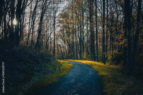 Obraz na płótnie Serene Forest Path Illuminated by Golden Hour Light w salonie