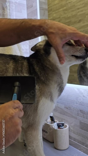 The owner combs the hair of the husky dog ​​with a comb at home