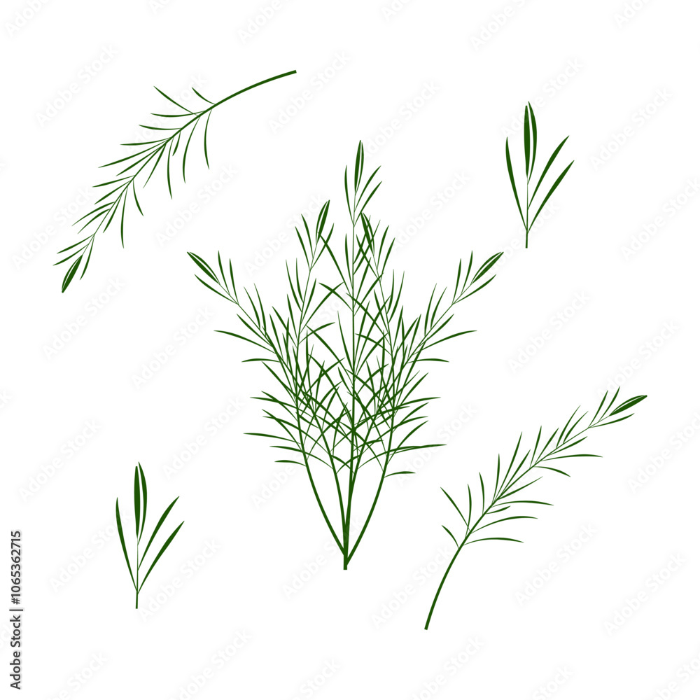 Fototapeta premium A sprigs of rosemary. Part of my color flat set of 15 best herbs for cooking. Greenery on a white. Herbs for meat, fish, drinks and cocktails. Used dev, app, design, web, ui, advertising.Vector 10 EPS