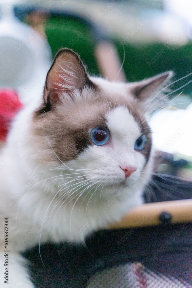 Fototapeta premium Cute ragdoll cat sitting on the pet stroller and playing on the grass with its owner