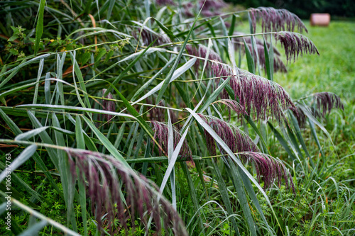 Flowering reed of Phragmites australis on wet soil. photo