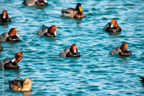 Redhead and mallards swimming in Port Washington harbor in mid-winter, Port Washington, Wisconsin photo
