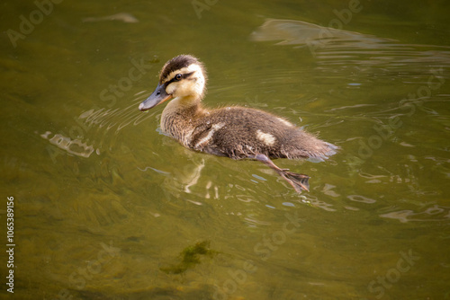 A cute young duckling (spot billed duck) swimming in the river.